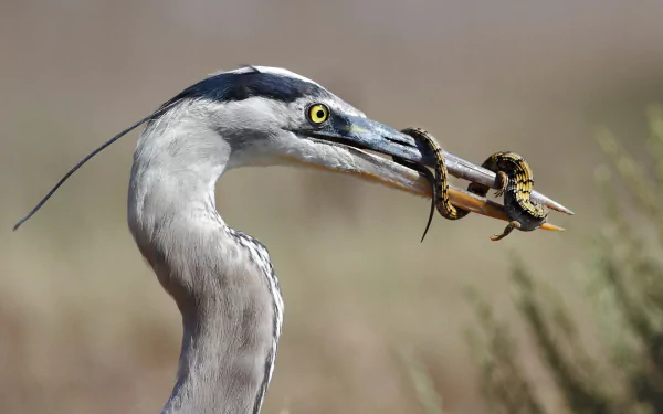 HD PC desktop wallpaper featuring a close-up of a heron holding a small snake in its beak, highlighting the bird's sharp gaze and intricate details.