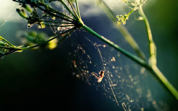 photography spider web HD Desktop Wallpaper | Background Image