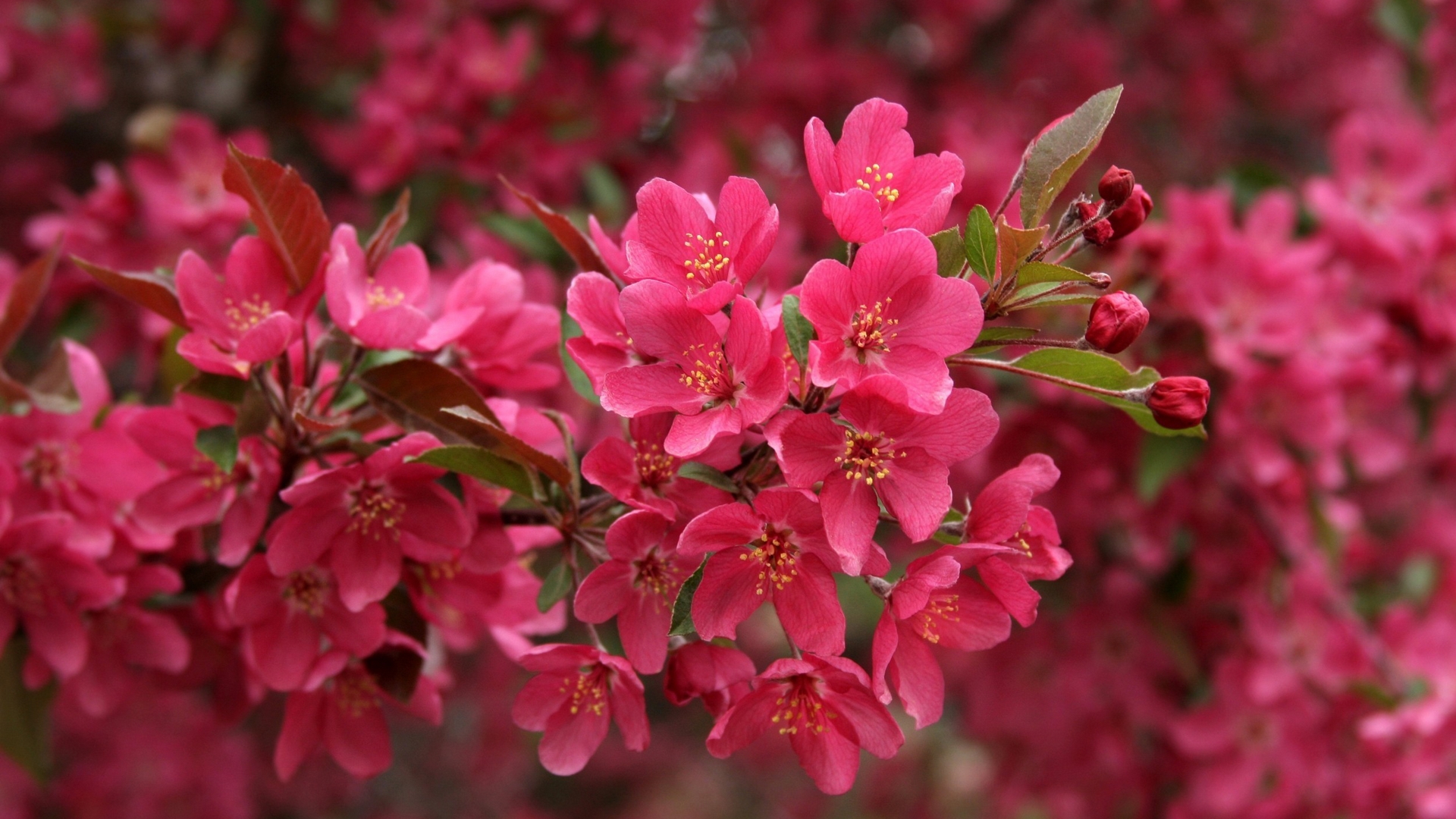 Nature Blossom HD Wallpaper | Background Image