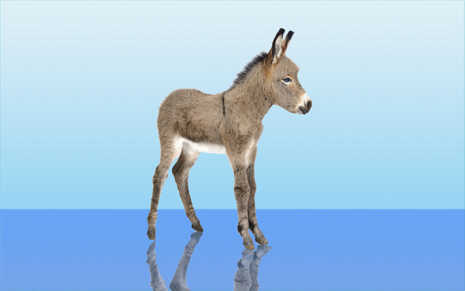 20+ Donkey HD Wallpapers and Backgrounds