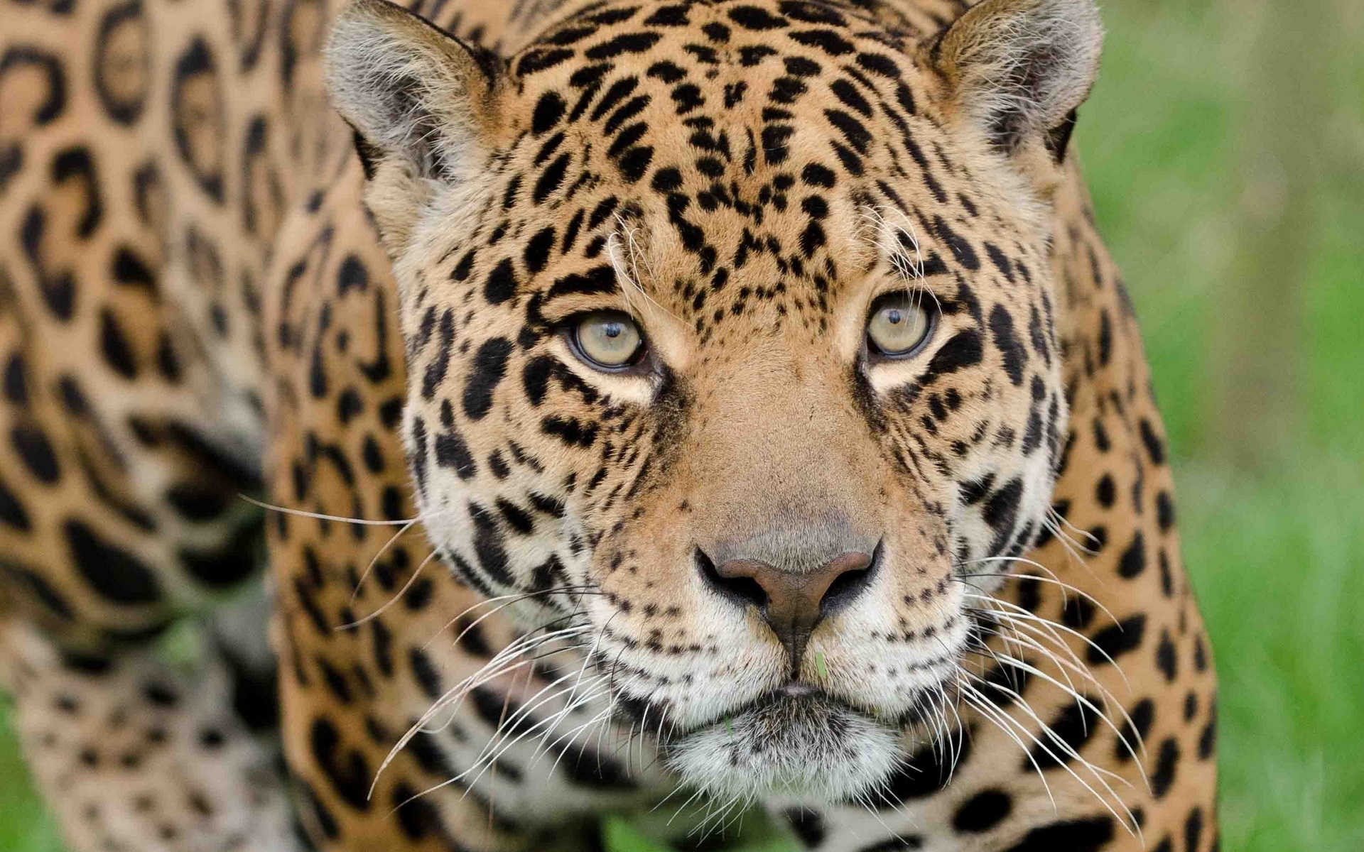 Jaguar Full HD Wallpaper and Background Image | 1920x1200 | ID:427637