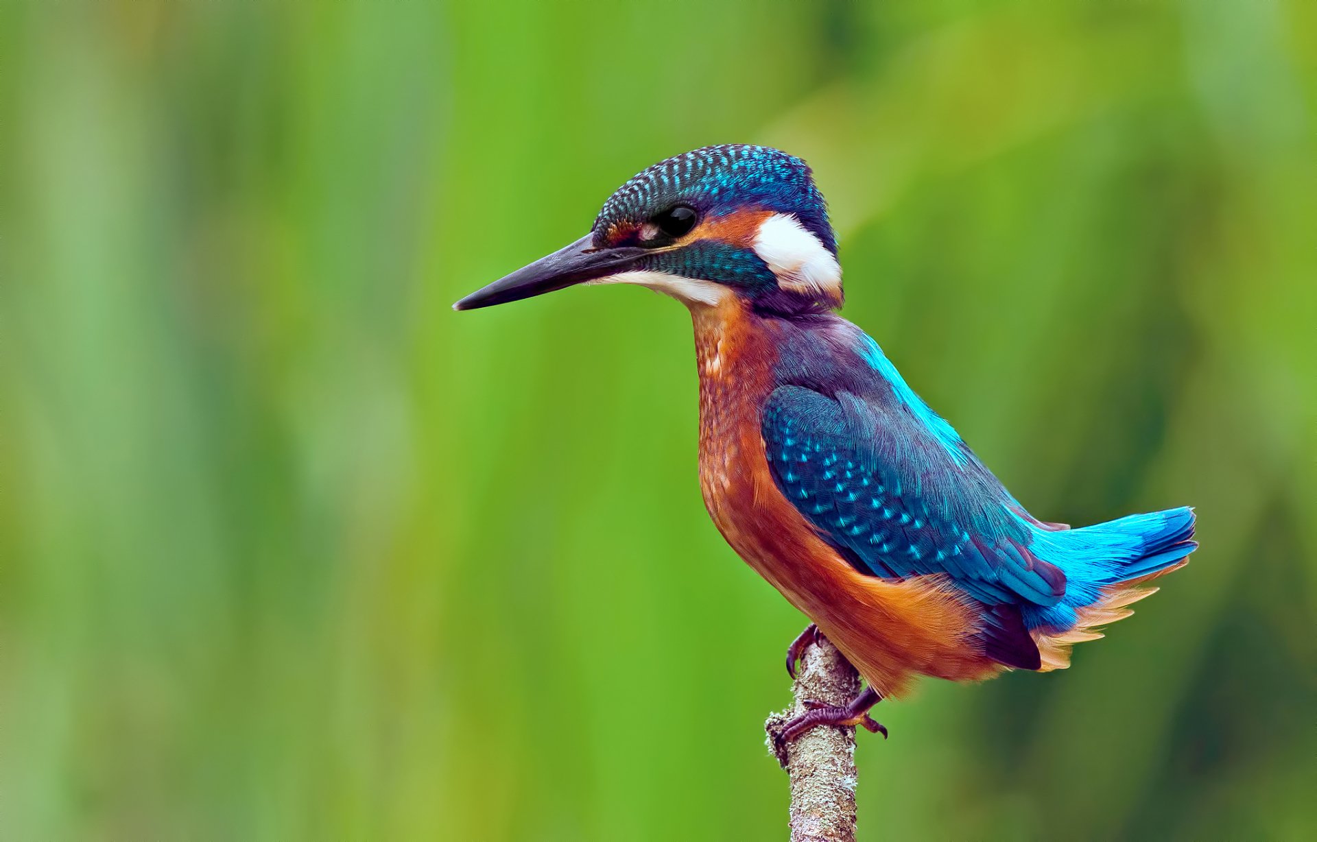 HD desktop wallpaper featuring a vibrant kingfisher bird perched on a branch against a blurred green background.
