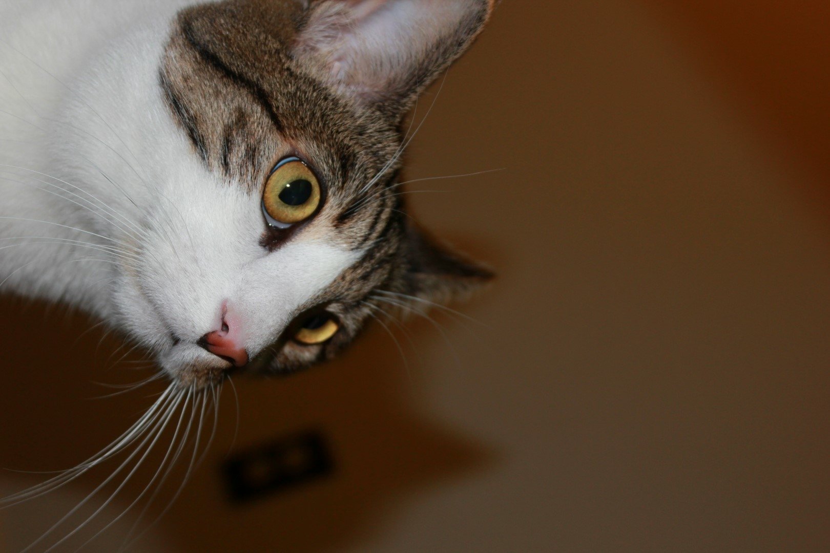 HD desktop wallpaper featuring a close-up of a curious cat peeking into the frame, with a warm-toned background.