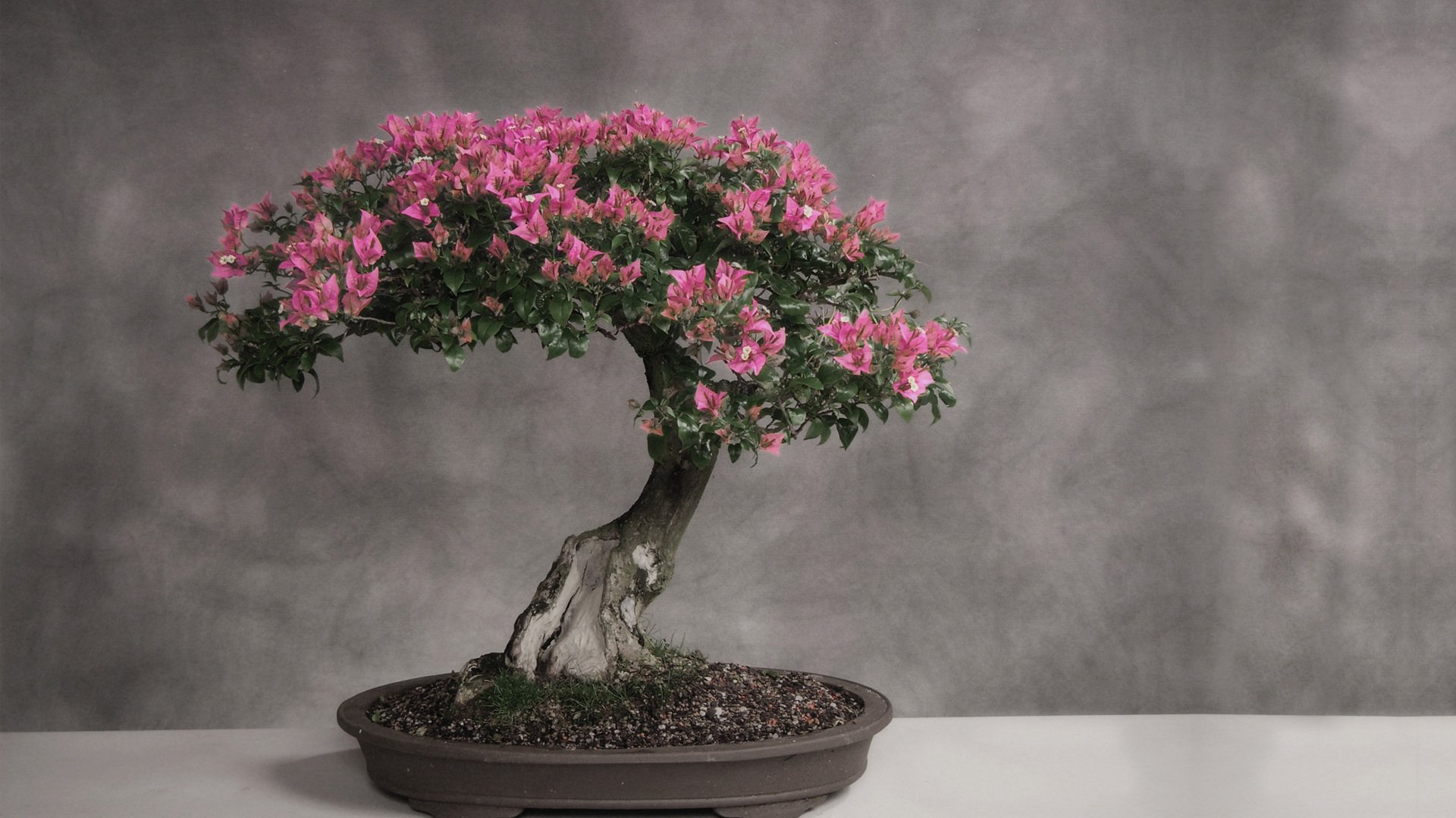 HD wallpaper of a stunning bougainvillea bonsai, showcasing vibrant pink flowers against a soft, grey background.