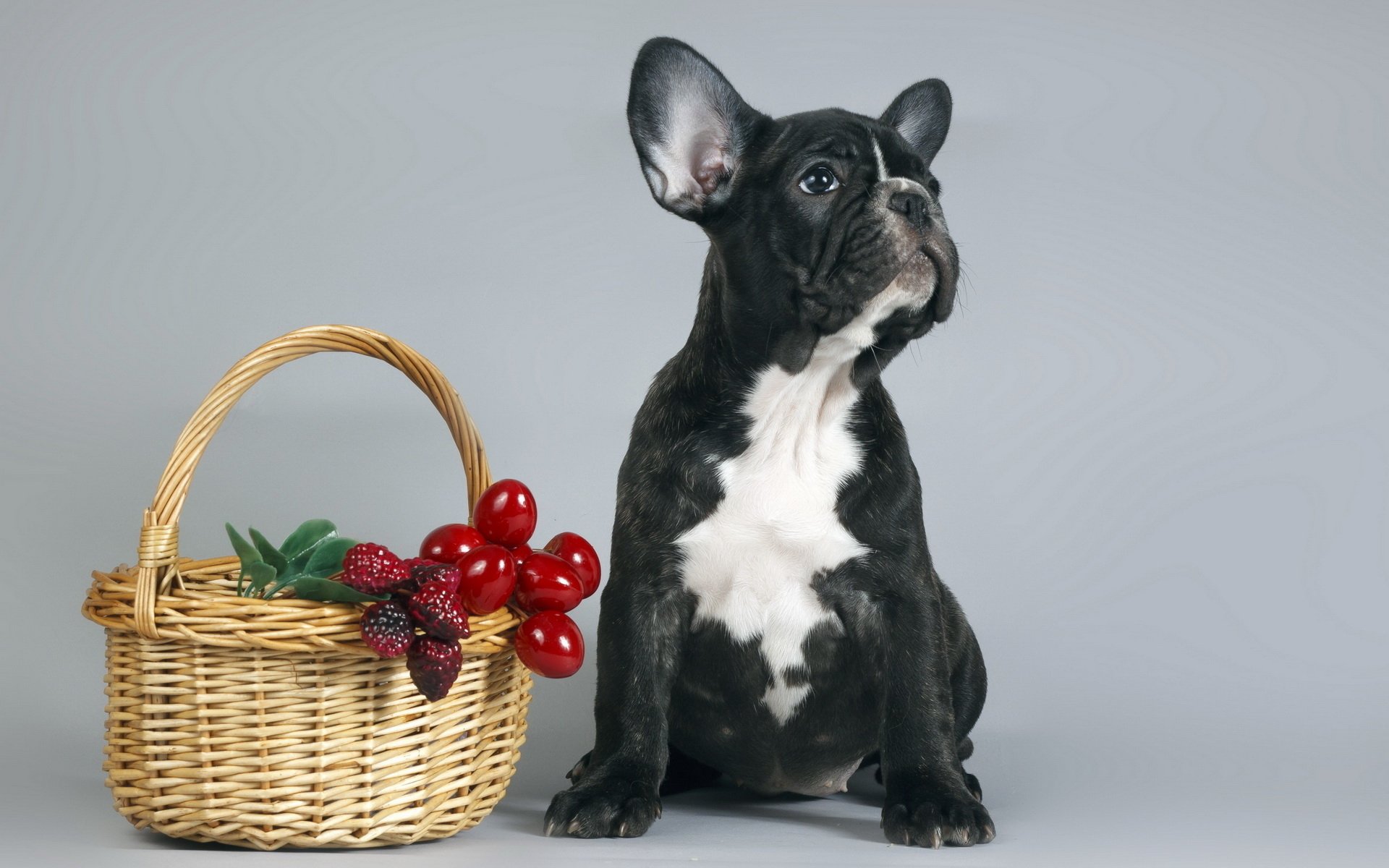Download Animal Dog HD Wallpaper | 1920x1200 | Wallpaper Abyss