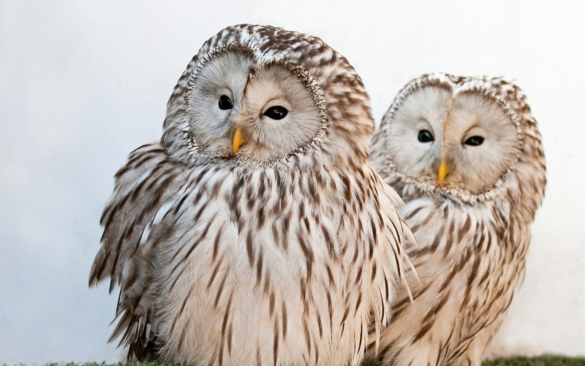 HD PC desktop wallpaper: two barred owls with soft gray-and-white striped plumage and yellow beaks, perched close together against a pale background.