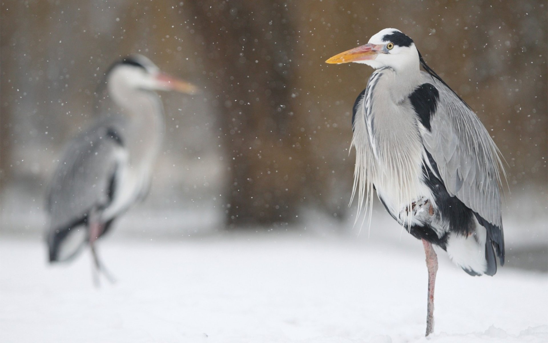 HD PC desktop wallpaper of two birds (herons) in falling snow; one heron stands on one leg in sharp focus with a softly blurred companion in the snowy background.