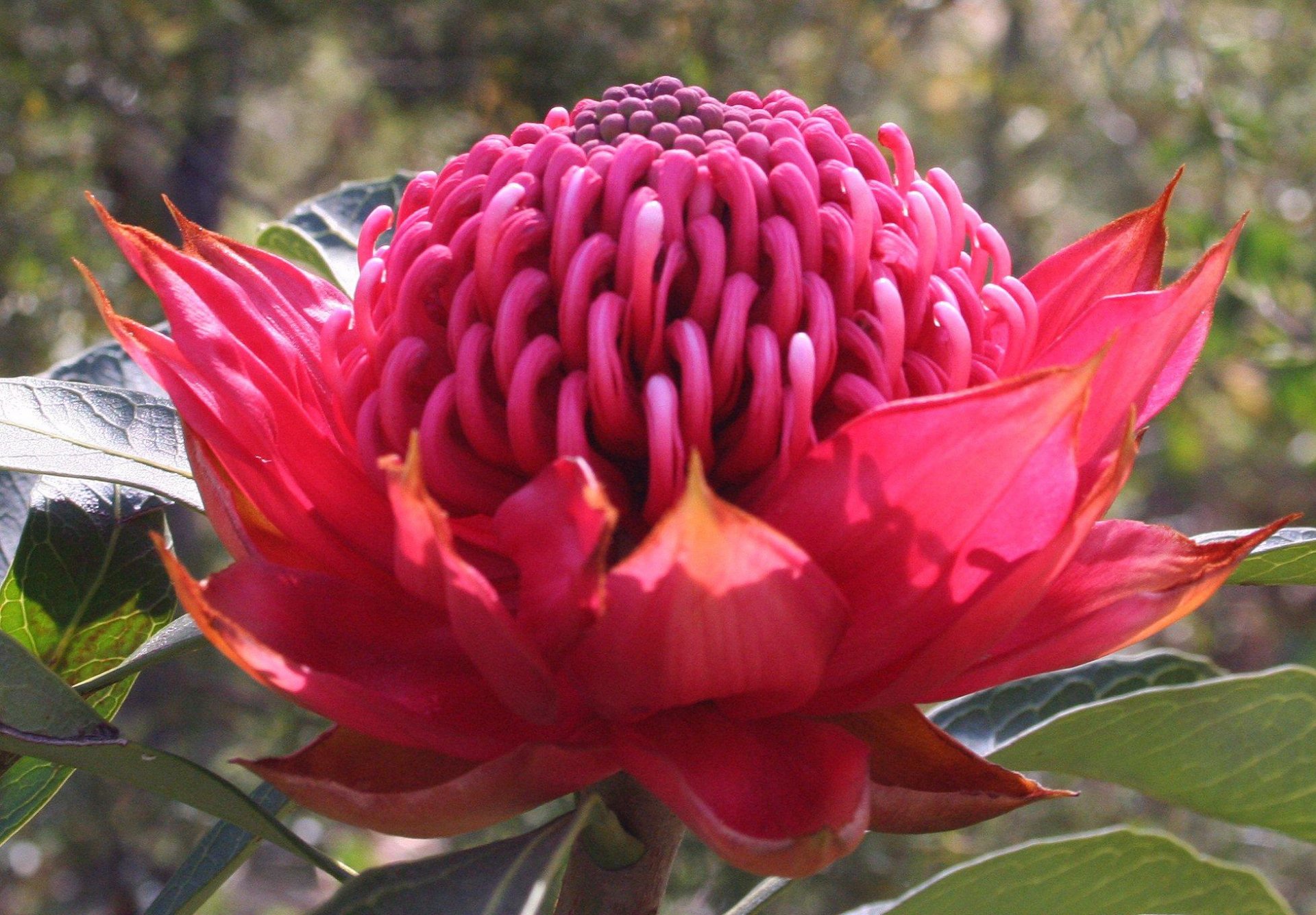 Close-up of a vivid pink waratah flower in nature, detailed petals and central dome, presented as an HD PC desktop wallpaper and background.