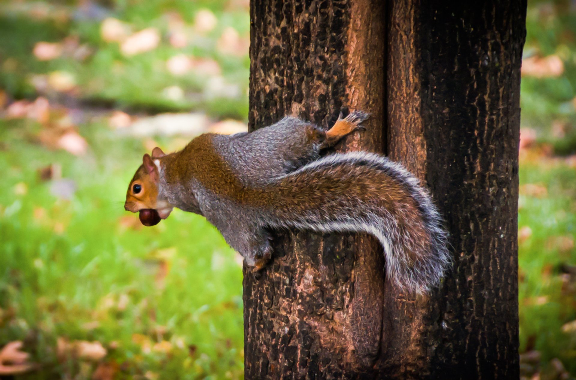 Hyde Park Squirrel 4 Full HD Wallpaper and Background