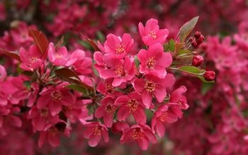 940 Blossom Hd Wallpapers Background Images