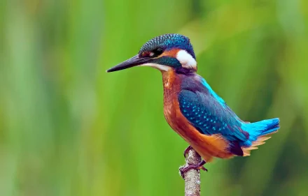 HD desktop wallpaper featuring a vibrant kingfisher bird perched on a branch against a blurred green background.