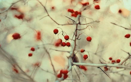 food berry HD Desktop Wallpaper | Background Image