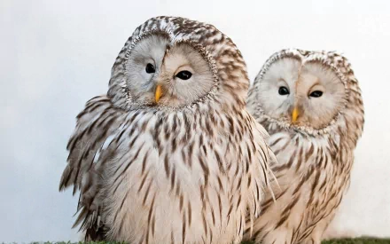 HD PC desktop wallpaper: two barred owls with soft gray-and-white striped plumage and yellow beaks, perched close together against a pale background.