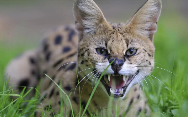 Close-up HD desktop wallpaper of a serval with ears perked and mouth open, surrounded by green grass.