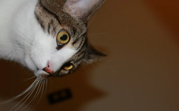 HD desktop wallpaper featuring a close-up of a curious cat peeking into the frame, with a warm-toned background.