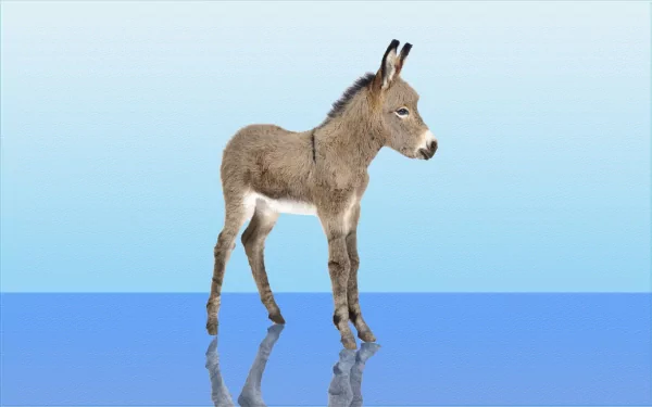 HD desktop wallpaper featuring a donkey standing against a gradient blue background, reflecting on a shiny surface.