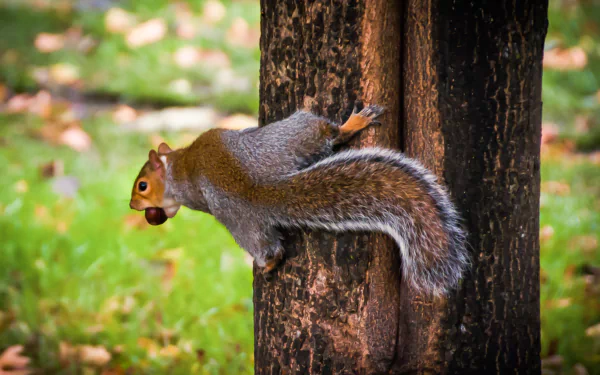 A cute squirrel clings to a tree trunk in Hyde Park, London, England, captured in this HD desktop wallpaper showcasing wildlife in a natural park setting.