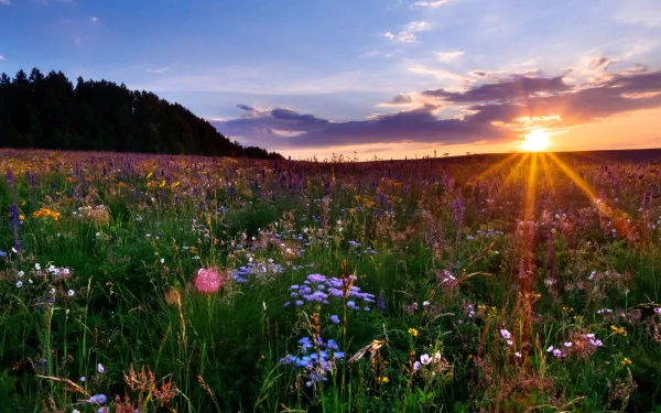 HD PC desktop wallpaper: Colorado wildflower meadow at sunset with sunbeams breaking over the horizon, colorful blooms in the foreground and a silhouetted treeline.