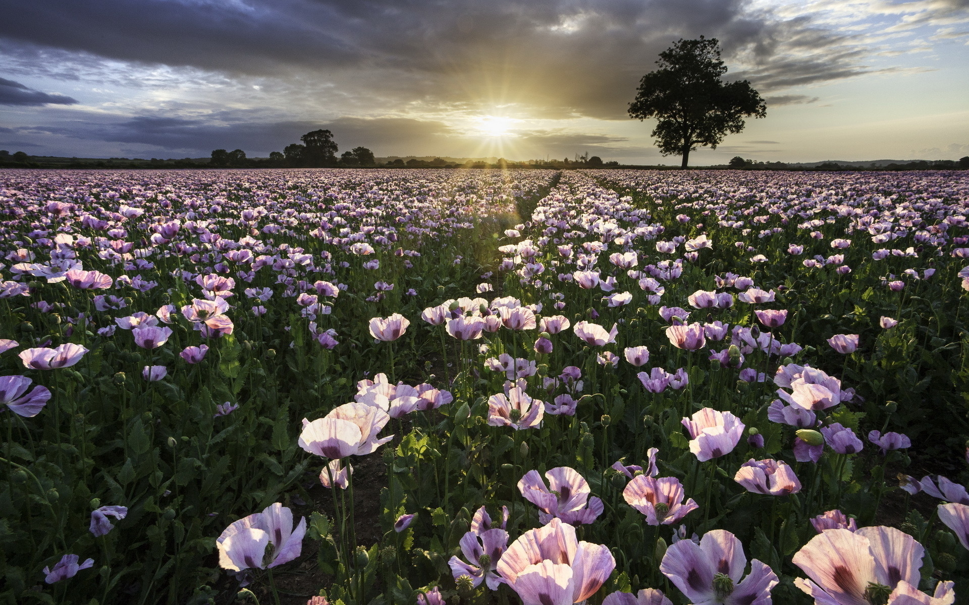 Download Landscape Cloud Sky Sun Sunrise Nature Flower HD Wallpaper