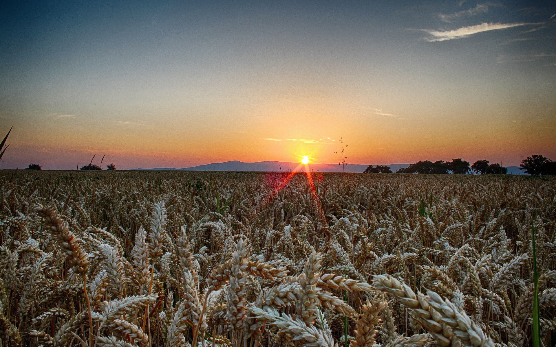 Field Hd Wallpaper