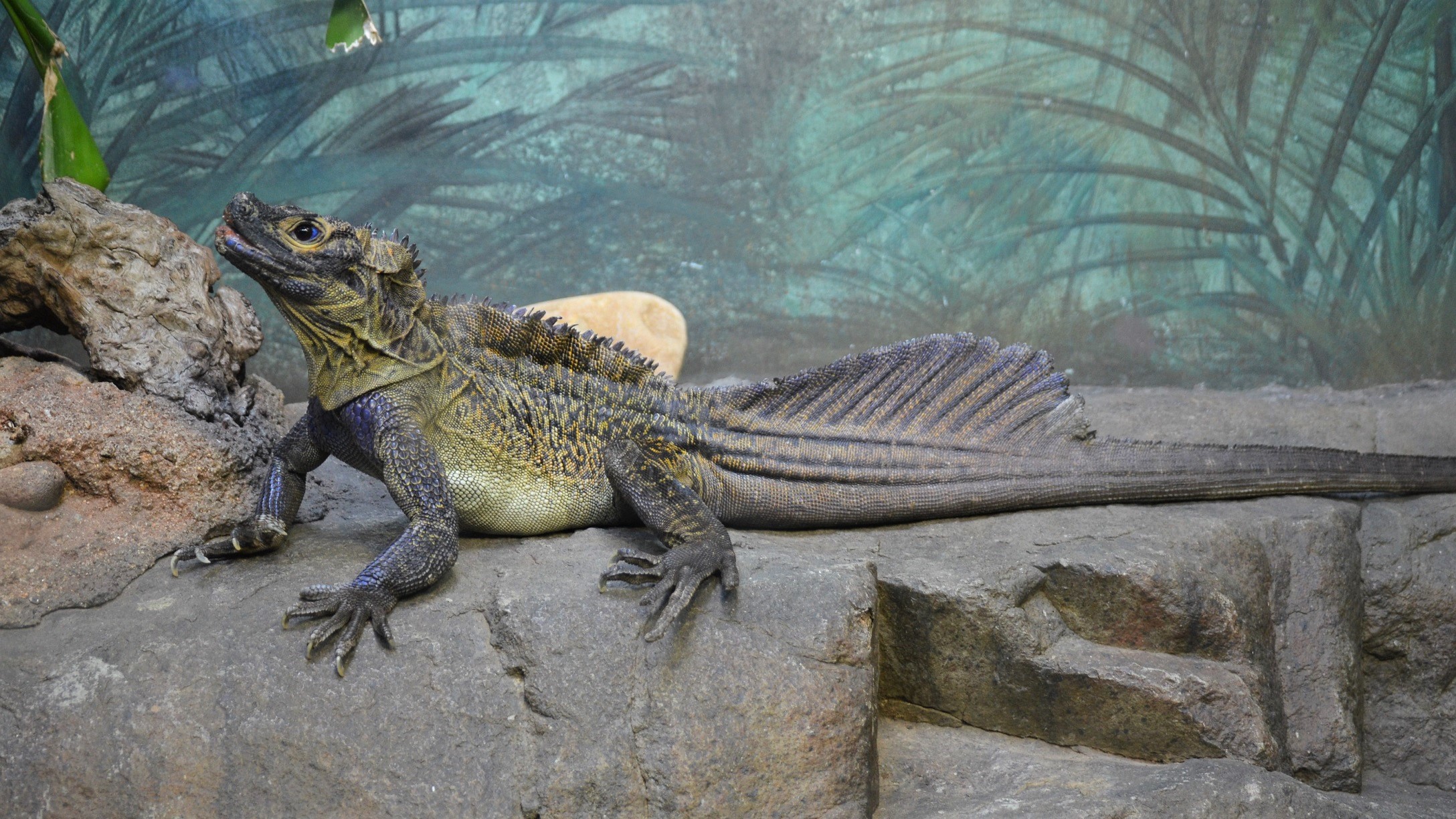Philippine Sailfin Lizard By Lonewolf6738
