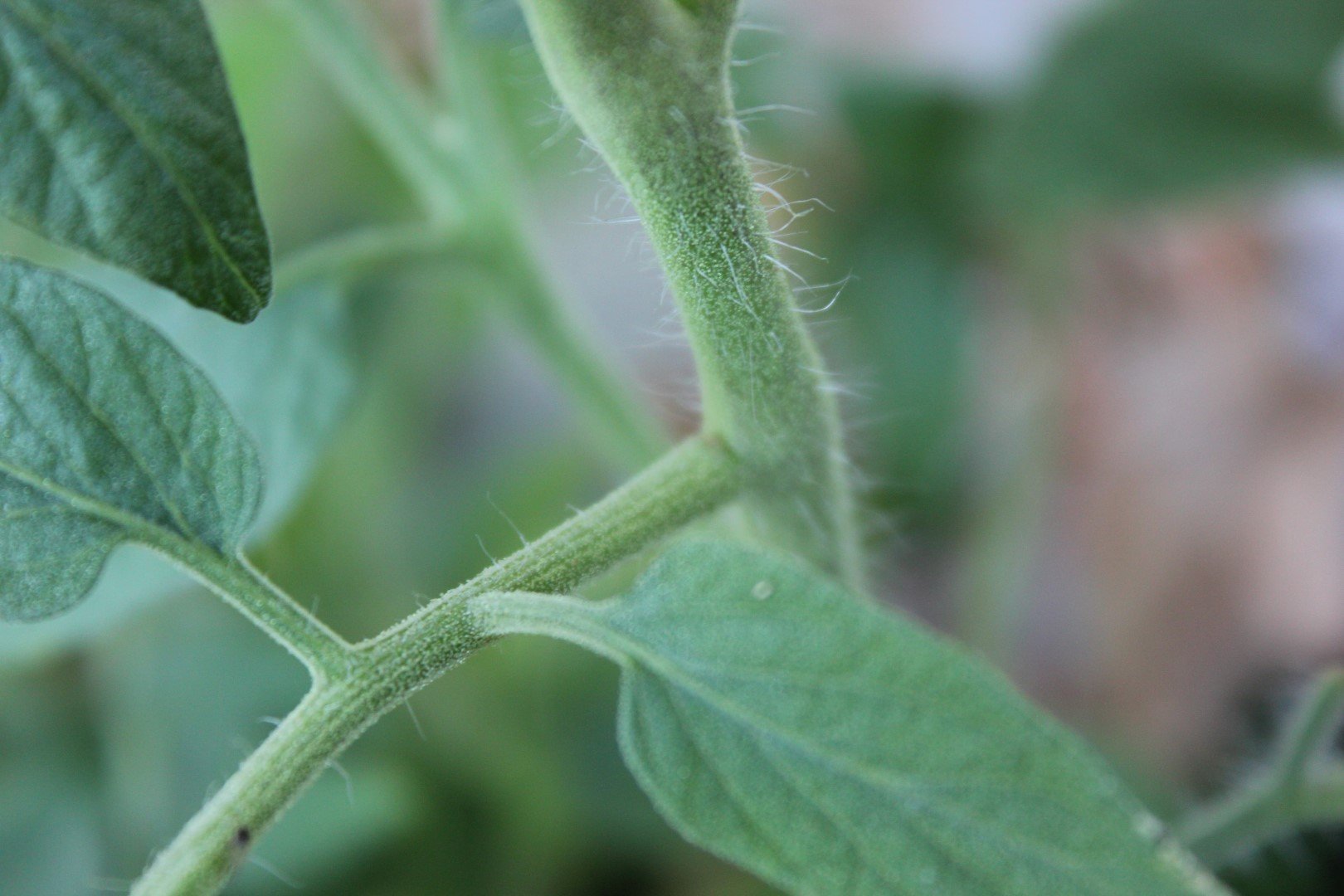 HD desktop wallpaper featuring a close-up of a green plant stem with leaves, highlighted by a soft-focus background.