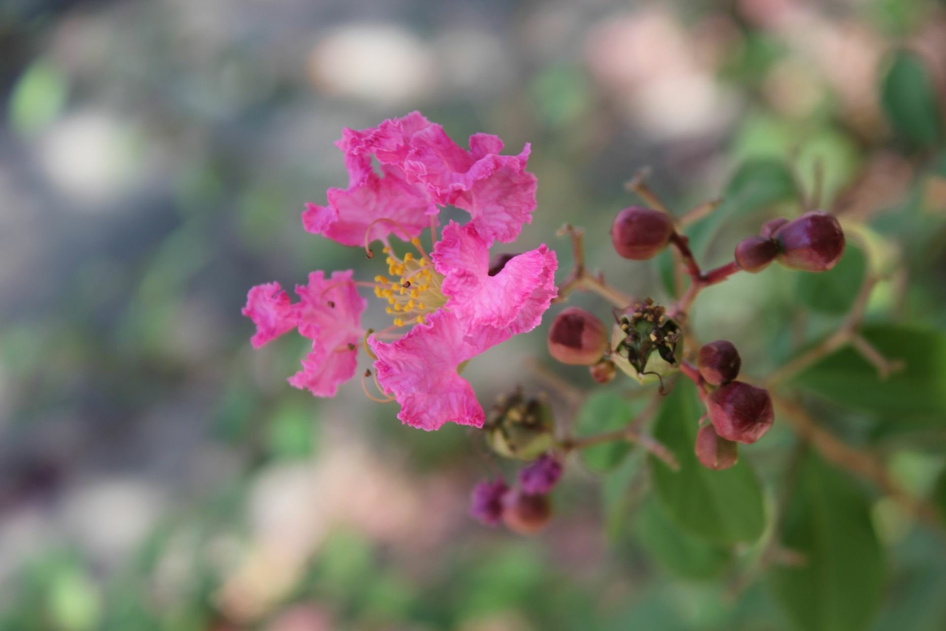 HD desktop wallpaper of a vibrant pink crepe myrtle flower with a soft-focus background.