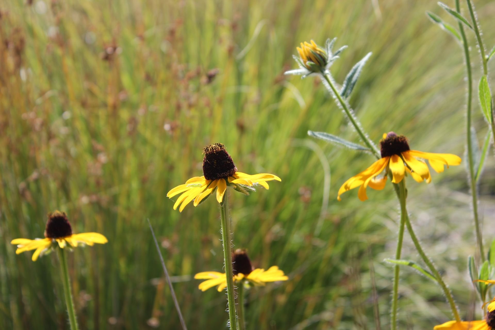 HD wallpaper of vibrant yellow flowers with a blurred green background, creating a serene desktop backdrop.
