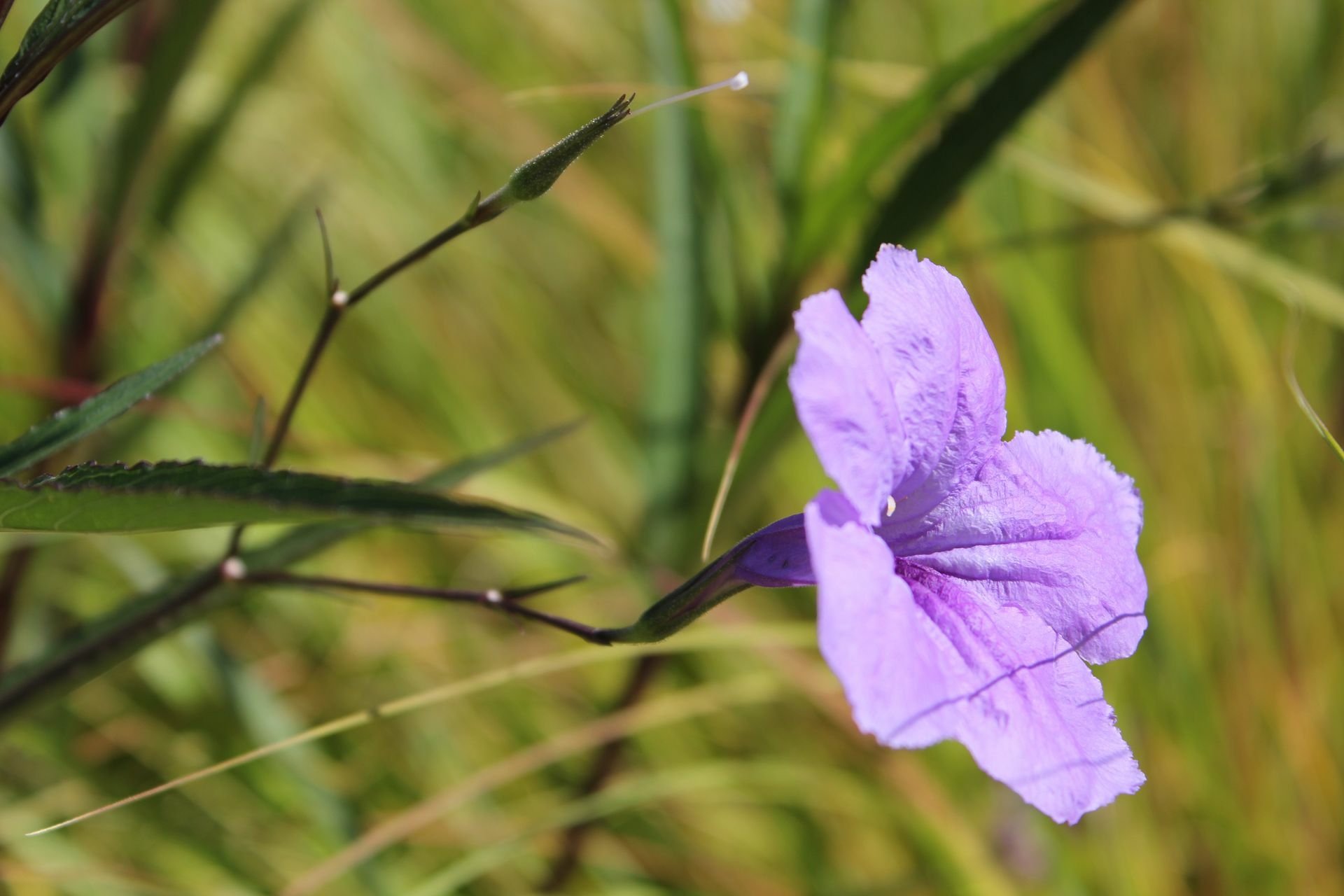 HD wallpaper featuring a vibrant purple flower with a blurred green background.