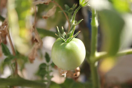 HD wallpaper of a green tomato growing on the vine, providing a fresh and natural background theme.