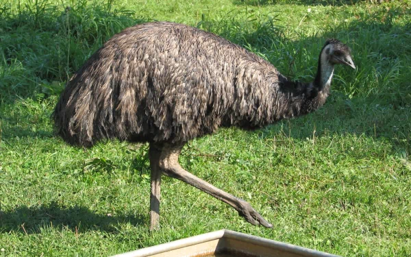 Animal emu HD Desktop Wallpaper | Background Image