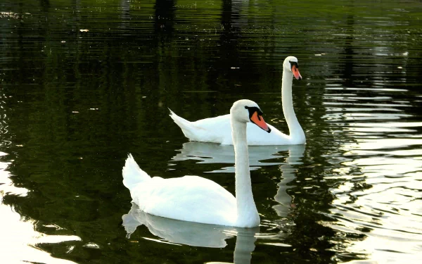  Swans' Lake