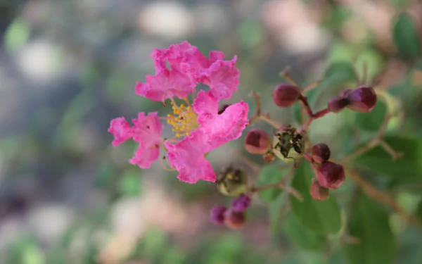 HD desktop wallpaper of a vibrant pink crepe myrtle flower with a soft-focus background.