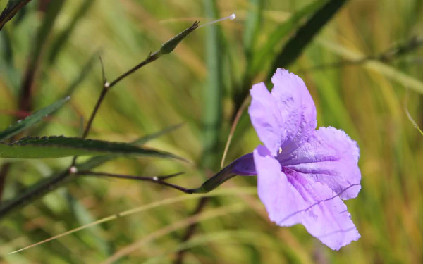 HD wallpaper featuring a vibrant purple flower with a blurred green background.