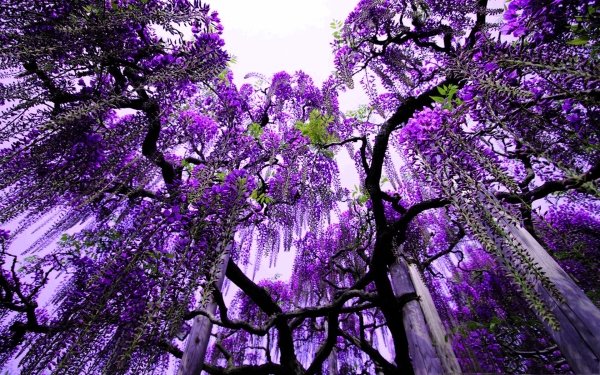 Earth Wisteria Flowers Tree HD Wallpaper | Background Image