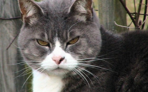 Animal Cat Grey Tabby Cat HD Wallpaper | Background Image