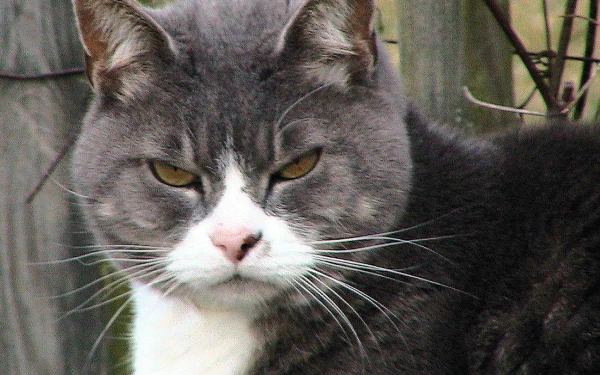 A close-up of a grey tabby cat with striking yellow eyes, capturing its calm demeanor. This HD image serves as an engaging desktop wallpaper and background.