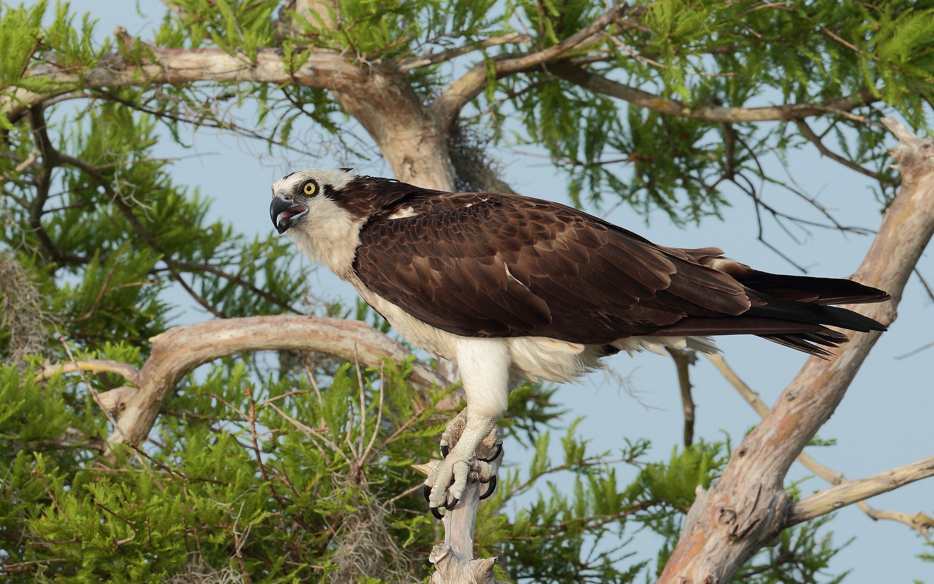 osprey download