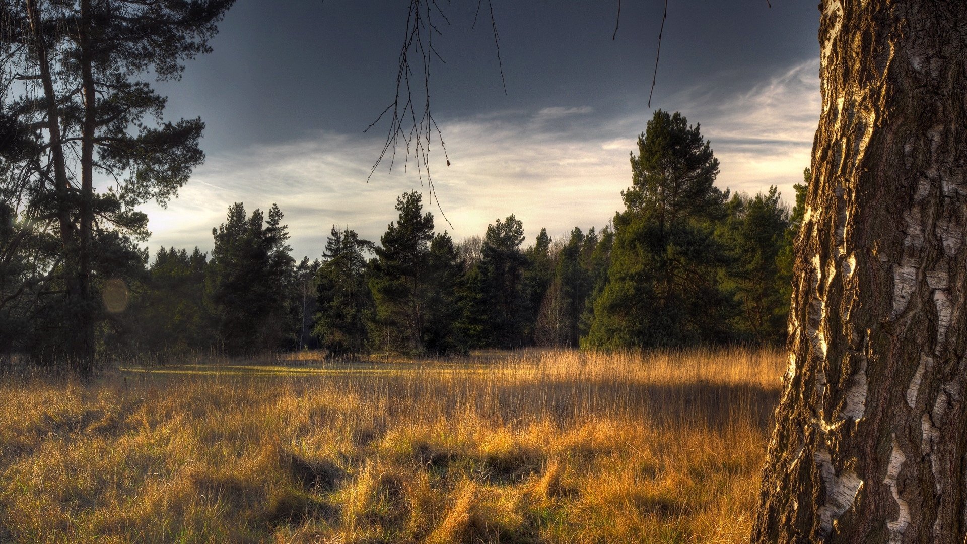 Download Nature Forest HD Wallpaper