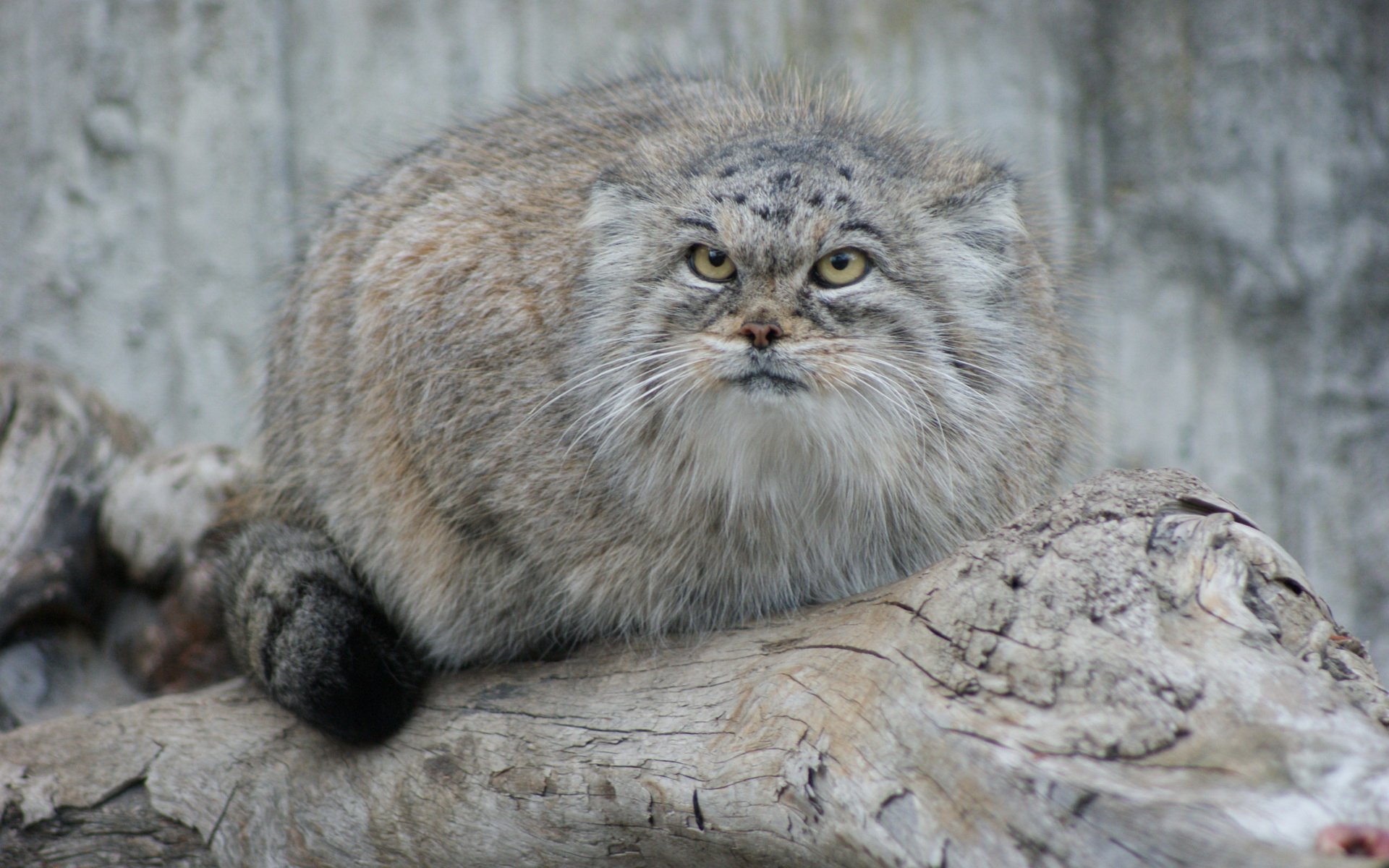 HD desktop wallpaper featuring a close-up of a Pallas's cat resting on a textured log against a muted natural background.
