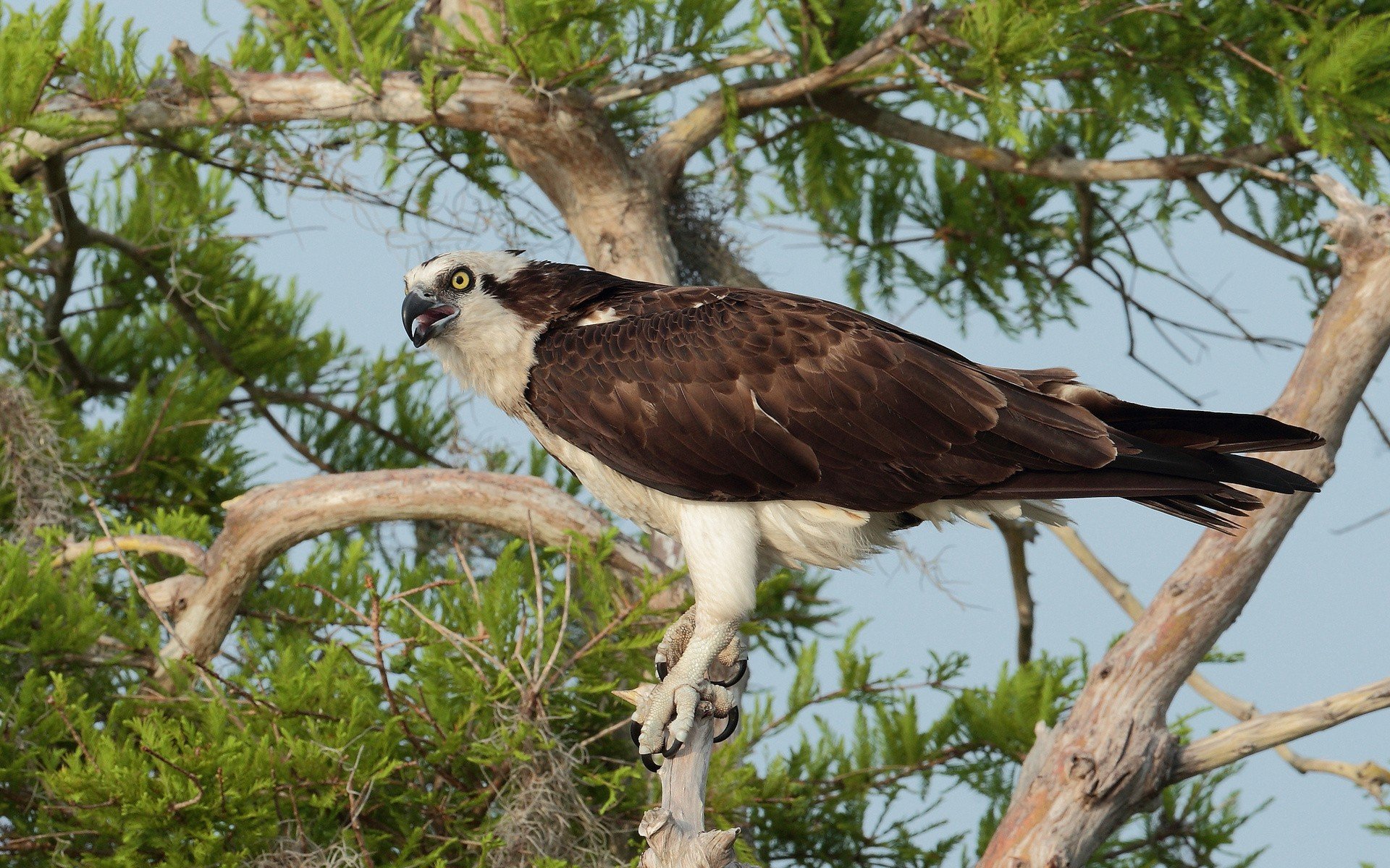 Download Animal Osprey (bird) Bird HD Wallpaper