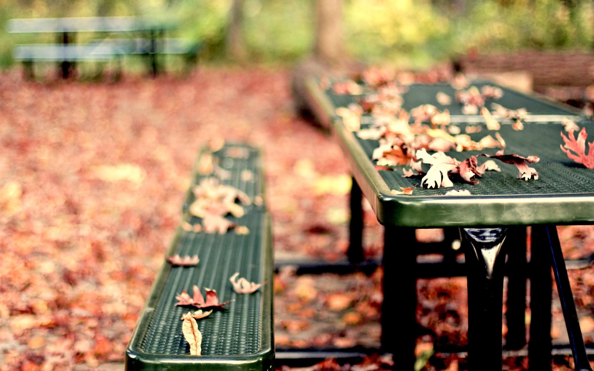 Picnic Table with Leaves in Autumn
