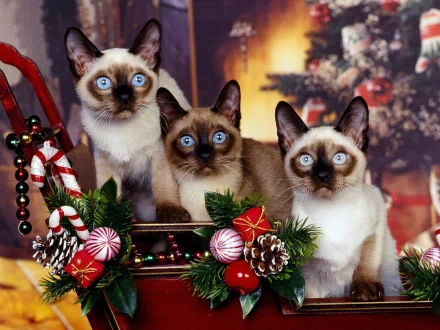 Three blue-eyed Siamese cats sit among festive holiday decorations, creating a striking HD desktop wallpaper with a warm, cozy atmosphere.