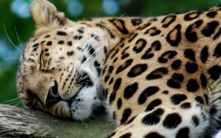 Animal leopard HD Desktop Wallpaper | Background Image