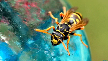 Animal wasp HD Desktop Wallpaper | Background Image