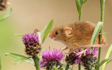 Animal mouse HD Desktop Wallpaper | Background Image