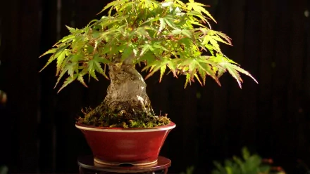HD desktop wallpaper showcasing a beautifully cultivated bonsai tree in a red pot with intricate branching and green foliage, set against a dark background. Tags: nature, bonsai.
