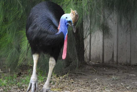 Animal cassowary HD Desktop Wallpaper | Background Image