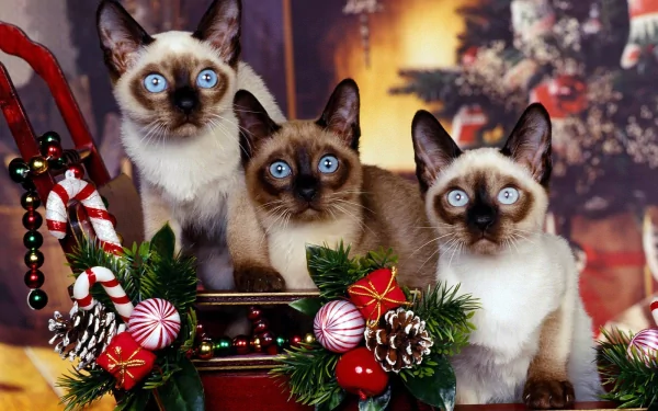 Three blue-eyed Siamese cats sit among festive holiday decorations, creating a striking HD desktop wallpaper with a warm, cozy atmosphere.