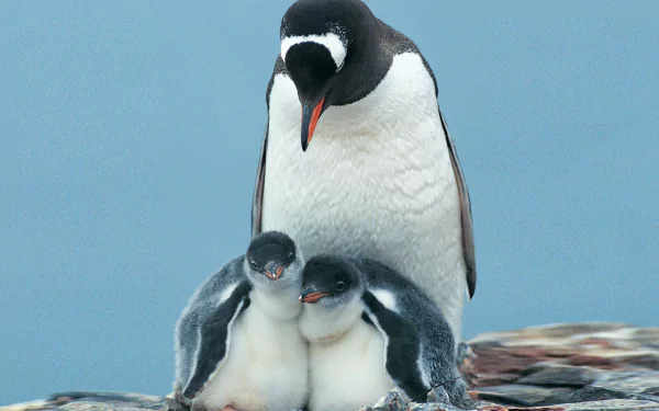 Animal emperor penguin HD Desktop Wallpaper | Background Image